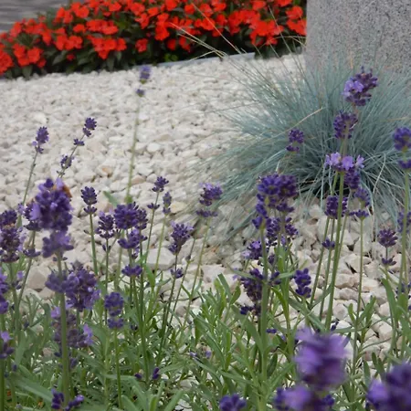 Fruehstueckspension Lach